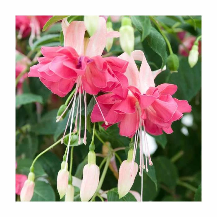 Fuchsia 'Bella Rosella' | 10.5cm Pot 4 Fuchsia 'Bella Rosella' | 10.5cm Pot - Image 2