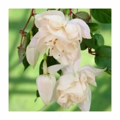 Fuchsia 'Pink Marshmellow' | 10.5cm Pot