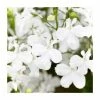 Lobelia 'White Star' | 9cm Pot 2 Lobelia 'White Star' | 9cm Pot -Cheap July Plants Store PL925310 main image 97cd