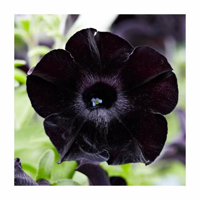 Petunia Crazytunia 'Black Mamba' | 9cm Pot 3 Petunia Crazytunia 'Black Mamba' | 9cm Pot