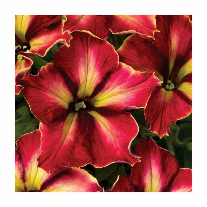 Petunia Crazytunia 'Mandeville' | 9cm Pot 3 Petunia Crazytunia 'Mandeville' | 9cm Pot