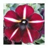 Petunia Prettyoonia 'Black Cherry Stripes' | 9cm Pot 2 Petunia Prettyoonia 'Black Cherry Stripes' | 9cm Pot -Cheap July Plants Store PL925322 main image 385c