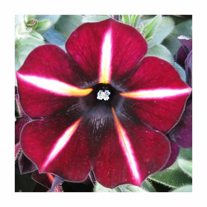 Petunia Prettyoonia 'Black Cherry Stripes' | 9cm Pot 3 Petunia Prettyoonia 'Black Cherry Stripes' | 9cm Pot