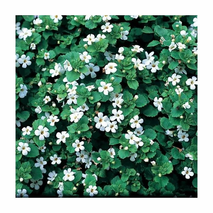 Bacopa 'Snowflake' | 9cm Pot 3 Bacopa 'Snowflake' | 9cm Pot