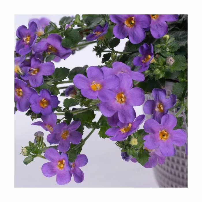 Bacopa Yakima 'Giga Blue' | 9cm Pot 3 Bacopa Yakima 'Giga Blue' | 9cm Pot