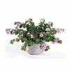 Bacopa Yakima 'Pink Eye' | 9cm Pot