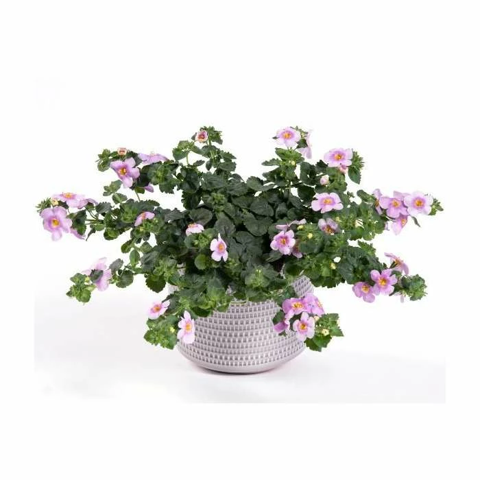 Bacopa Yakima 'Pink Eye' | 9cm Pot 3 Bacopa Yakima 'Pink Eye' | 9cm Pot
