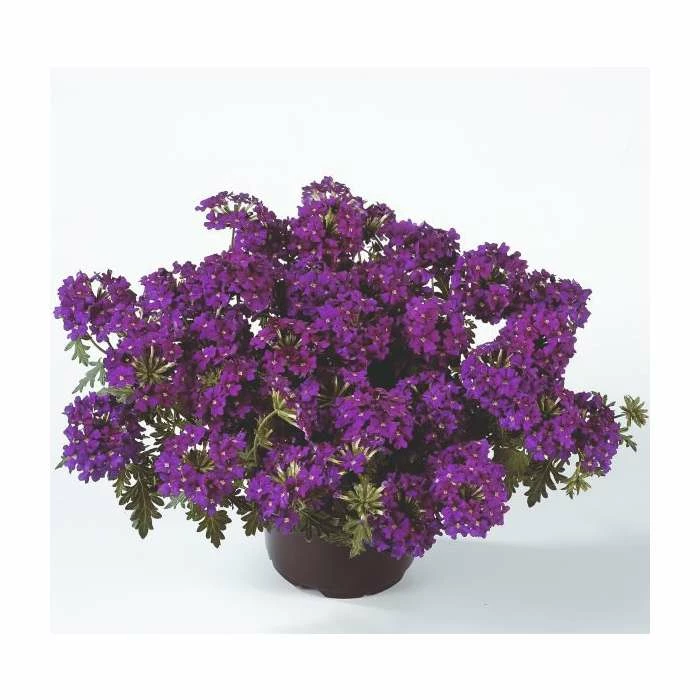 Verbena Vera 'Purple' | 9cm Pot 4 Verbena Vera 'Purple' | 9cm Pot - Image 2
