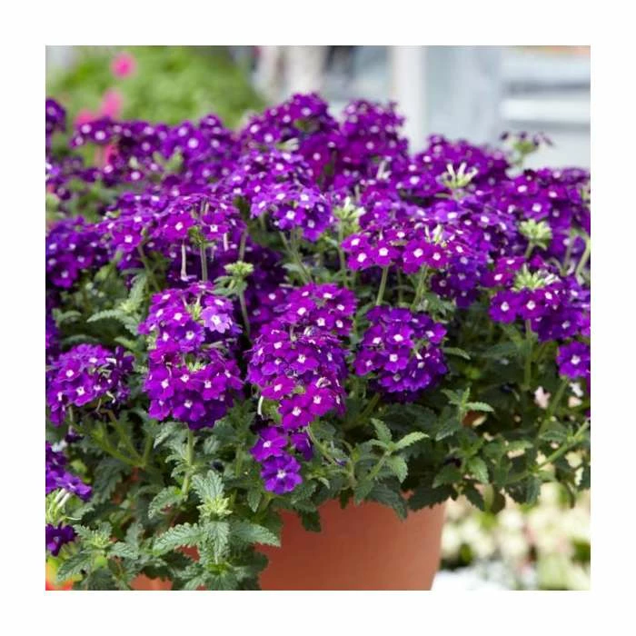 Verbena Vera 'Purple' | 9cm Pot 3 Verbena Vera 'Purple' | 9cm Pot