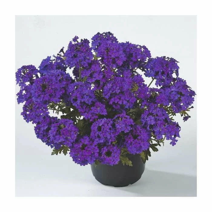 Verbena Vera 'Deep Blue' | 9cm Pot 4 Verbena Vera 'Deep Blue' | 9cm Pot - Image 2