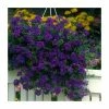Verbena Vera 'Deep Blue' | 9cm Pot