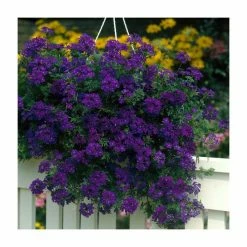 Verbena Vera 'Deep Blue' | 9cm Pot