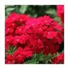Verbena Vera 'Dark Red' | 9cm Pot 2 Verbena Vera 'Dark Red' | 9cm Pot -Cheap July Plants Store PL925332 main image 4bc4
