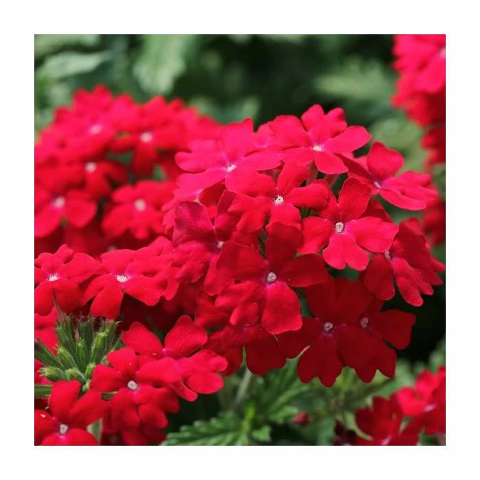 Verbena Vera 'Dark Red' | 9cm Pot 3 Verbena Vera 'Dark Red' | 9cm Pot