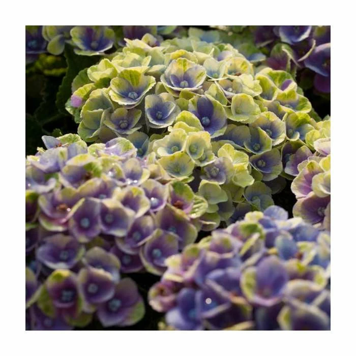 Hydrangea Magical Amethyst 'Blue' | 5L Pot 3 Hydrangea Magical Amethyst 'Blue' | 5L Pot