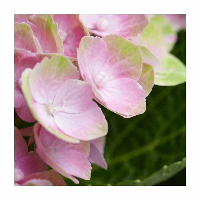 Hydrangea Magical Amethyst 'Rose' | 5L Pot 4 Hydrangea Magical Amethyst 'Rose' | 5L Pot - Image 2