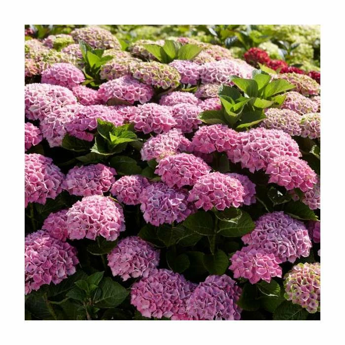 Hydrangea Magical Amethyst 'Rose' | 5L Pot 3 Hydrangea Magical Amethyst 'Rose' | 5L Pot