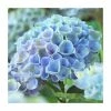Hydrangea Magical Revolution 'Blue' | 5L Pot