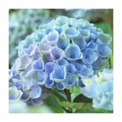 Hydrangea Magical Revolution 'Blue' | 5L Pot