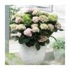 Hydrangea Magical Revolution 'Rose' | 5L Pot -Cheap July Plants Store PL925663 main image 1001