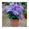 40cm Hydrangea macrophylla 'Teller Blue' | 5L Pot