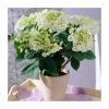 40cm Hydrangea macrophylla 'Teller White' | 5L Pot -Cheap July Plants Store PL925666 main image 64e7