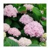 40cm Hydrangea Forever & Ever 'White/Pink' | 5L Pot 2 40cm Hydrangea Forever & Ever 'White/Pink' | 5L Pot -Cheap July Plants Store PL925667 main image 5ca3