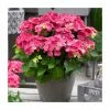 Hydrangea Forever & Ever | White and Red Mix | 5L Pot 2 Hydrangea Forever & Ever | White and Red Mix | 5L Pot -Cheap July Plants Store PL925668 main image aa25