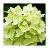Hydrangea Forever & Ever 'Lime Green' | 5L Pot -Cheap July Plants Store PL925669 main image ec7f