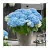 Hydrangea Forever & Ever 'Light Blue' | 5L Pot 1 Hydrangea Forever & Ever 'Light Blue' | 5L Pot -Cheap July Plants Store PL925670 main image fe51
