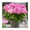 Hydrangea Forever & Ever 'Pink' | 5L Pot -Cheap July Plants Store PL925671 main image 0b63