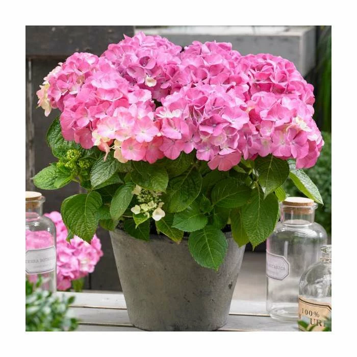 Hydrangea Forever & Ever 'Pink' | 5L Pot 3 Hydrangea Forever & Ever 'Pink' | 5L Pot