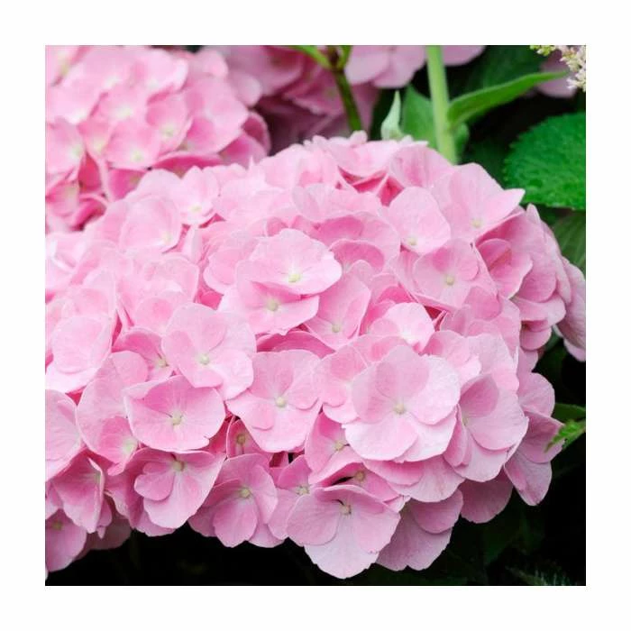 Hydrangea Forever & Ever 'Pink' | 5L Pot 4 Hydrangea Forever & Ever 'Pink' | 5L Pot - Image 2