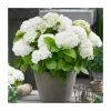 Hydrangea Forever & Ever 'White' | 5L Pot -Cheap July Plants Store PL925672 main image e3da