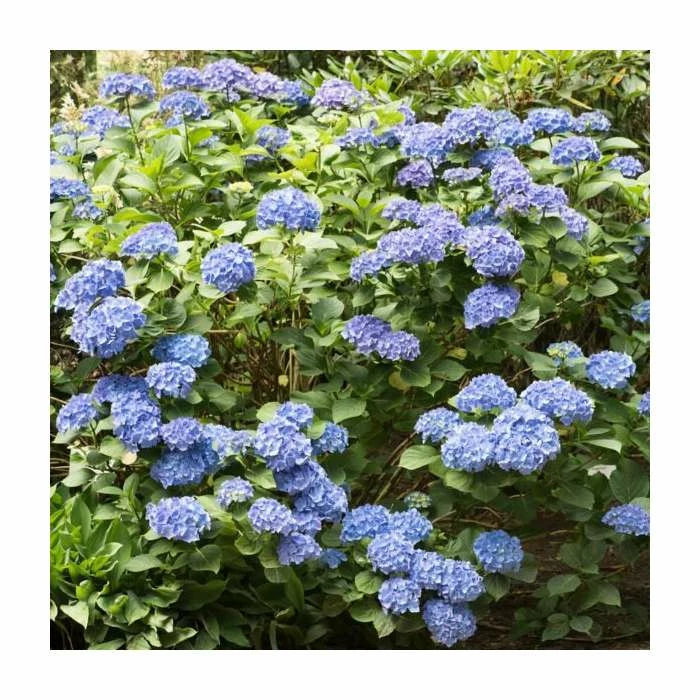 40cm Hydrangea Forever & Ever 'Dark Blue' | 5L Pot 3 40cm Hydrangea Forever & Ever 'Dark Blue' | 5L Pot