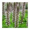 Acanthus hungaricus 'White Lips' | 3L Pot -Cheap July Plants Store PL925700 main image 25fb