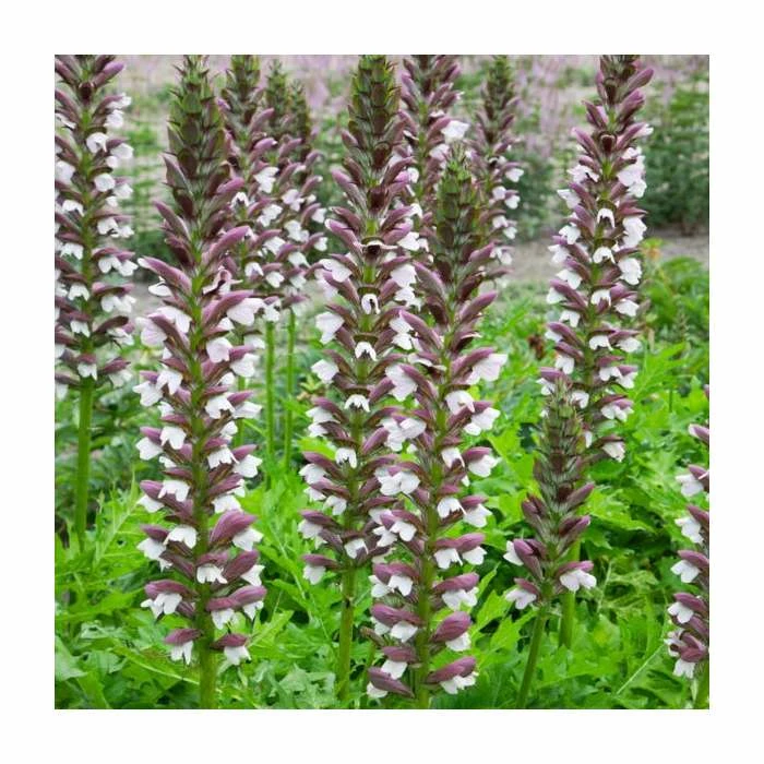 Acanthus hungaricus 'White Lips' | 3L Pot 3 Acanthus hungaricus 'White Lips' | 3L Pot