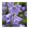 Campanula persicifolia 'Blue' | 2L Pot 2 Campanula persicifolia 'Blue' | 2L Pot -Cheap July Plants Store PL925706 main image 7705