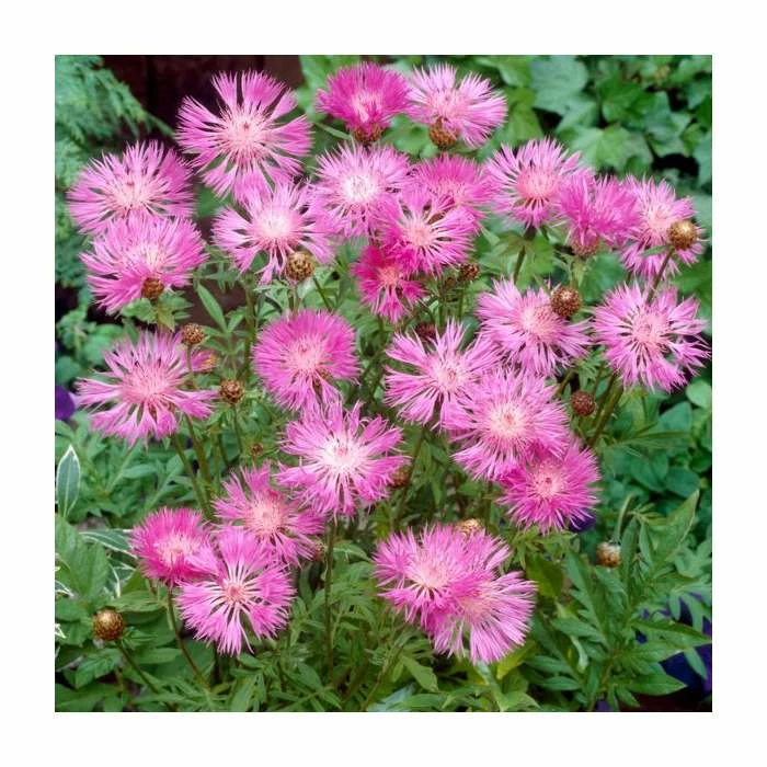 Perennial Cornflower | Centaurea dealbata | 2L Pot 3 Perennial Cornflower | Centaurea dealbata | 2L Pot