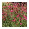 Dianthus deltoides 'Leuchtfunk' | 2L Pot -Cheap July Plants Store PL925710 main image 6ca8