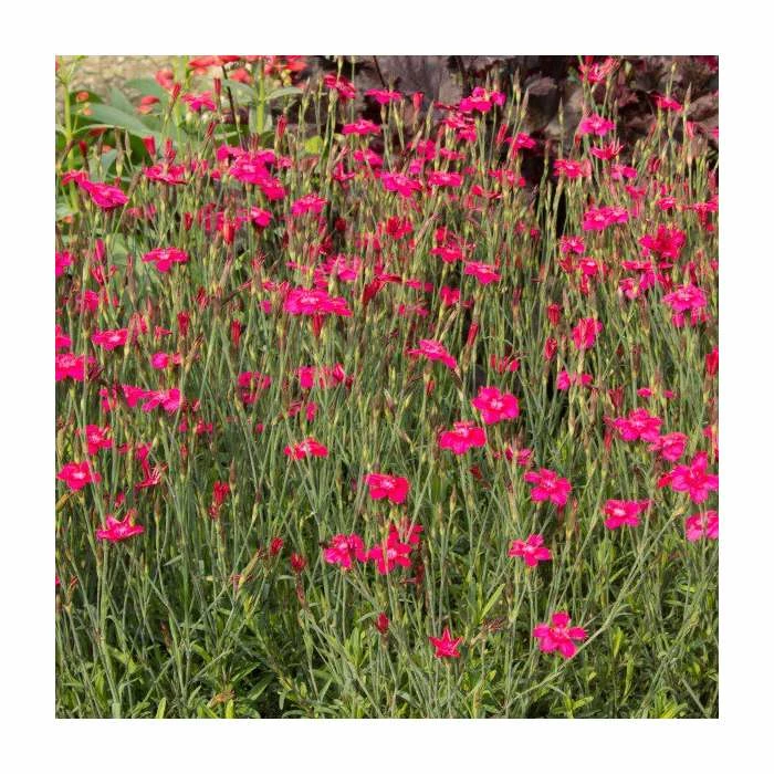 Dianthus deltoides 'Leuchtfunk' | 2L Pot 3 Dianthus deltoides 'Leuchtfunk' | 2L Pot
