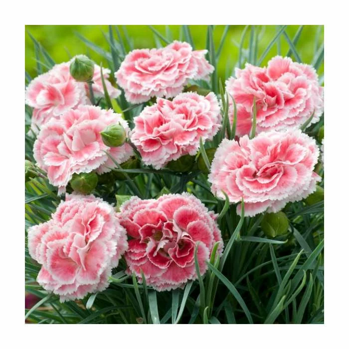 Dianthus Scented 'Coral Reef' | 2L Pot 3 Dianthus Scented 'Coral Reef' | 2L Pot