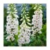 Digitalis purpurea 'Alba' | 2L Pot -Cheap July Plants Store PL925715 main image b6c5