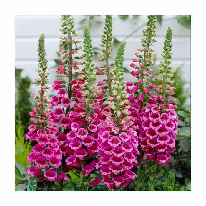 Digitalis purpurea 'Foxy' | 2L Pot 3 Digitalis purpurea 'Foxy' | 2L Pot