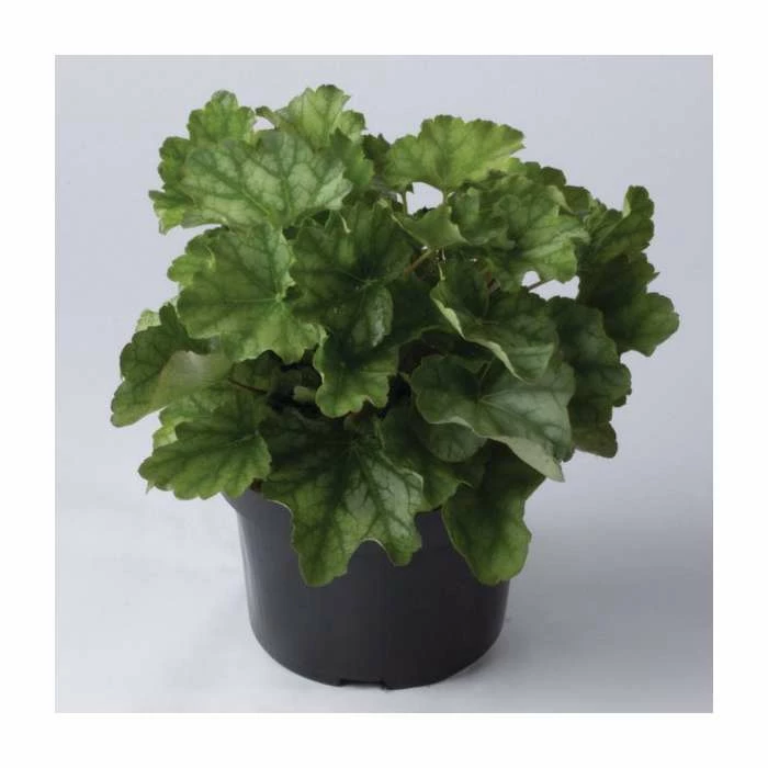 Heuchera 'Dales Strain' | 10.5cm Pot 3 Heuchera 'Dales Strain' | 10.5cm Pot