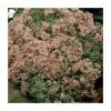 Stonecrop | Sedum spurium 'Variegated' | 10.5cm Pot 2 Stonecrop | Sedum spurium 'Variegated' | 10.5cm Pot -Cheap July Plants Store PL925742 main image f9c8