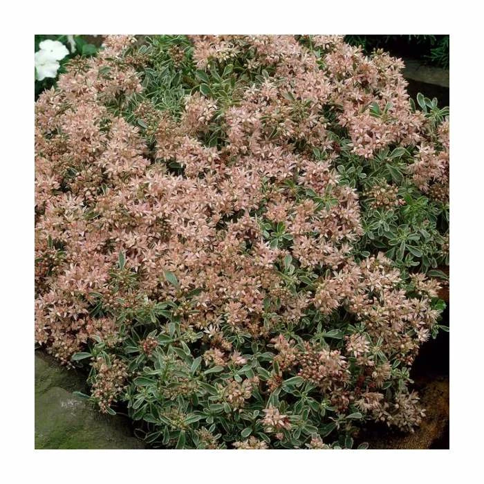 Stonecrop | Sedum spurium 'Variegated' | 10.5cm Pot 3 Stonecrop | Sedum spurium 'Variegated' | 10.5cm Pot