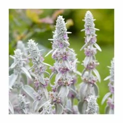 Lamb's Ear | Stachys byzantina | 10.5cm Pot