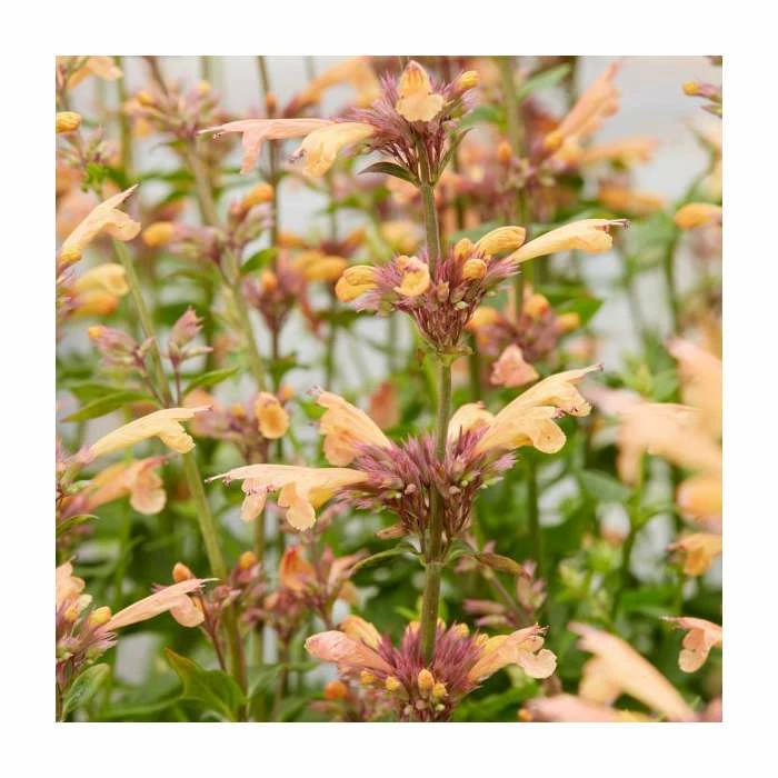 Agastache 'Mango Tango' | 3L Pot 4 Agastache 'Mango Tango' | 3L Pot - Image 2
