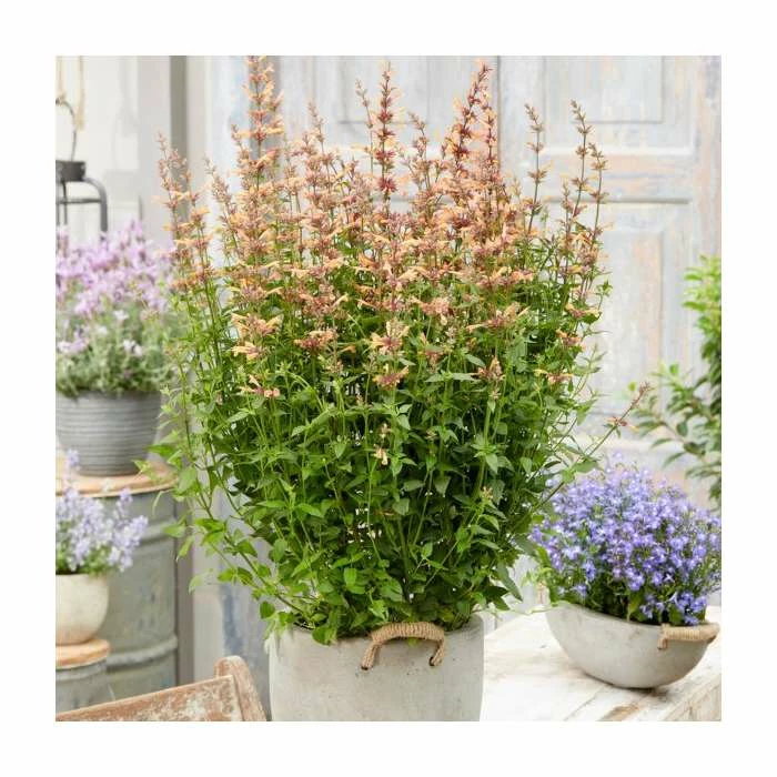 Agastache 'Mango Tango' | 3L Pot 3 Agastache 'Mango Tango' | 3L Pot